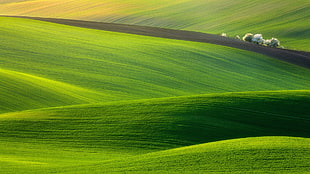 green grass fields, hills, trees, nature, landscape HD wallpaper