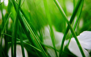 white flowers and green leaves closeup photo