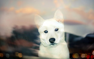 closeup photography of white dingo puppy HD wallpaper