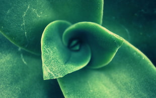 macro photography of green leaf plant