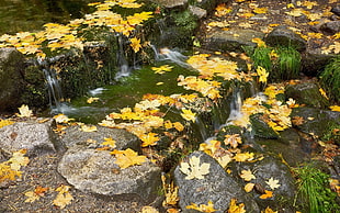 fallen yellow leaves on rushing water HD wallpaper