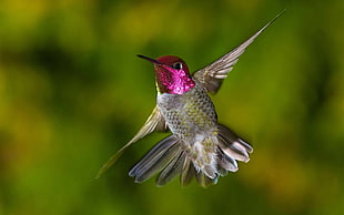 tilt shift photo of gray and purple Hummingbird HD wallpaper