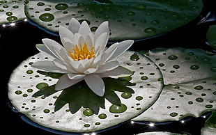 white Lotus flower