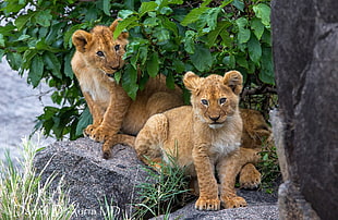 two brown cubs on stone near plant HD wallpaper