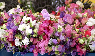 photo of pink and purple petaled flowers