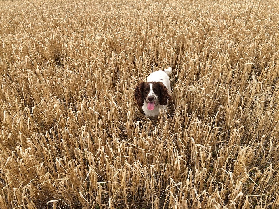 brown and white spaniel dog HD wallpaper