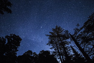 green tree, Starry sky, Trees, Stars