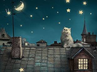 white Persian cat on roof during night illustration, night, cat, stars, Moon HD wallpaper