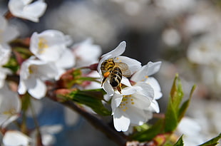 honey bee sips nectar in white flower HD wallpaper