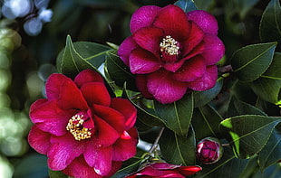 selective focus photograph of red Camellias HD wallpaper