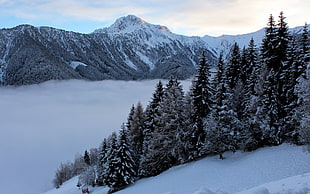 landscape photography of snowy forest beside mountain during daytime