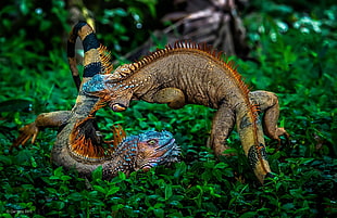 two multicolored geckos, nature, plants, animals, battle HD wallpaper