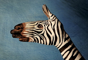 close up photo of zebra face painted hand HD wallpaper