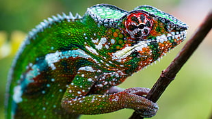 selective focus photography of green chameleon