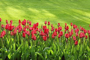 pink Tulip flower field HD wallpaper