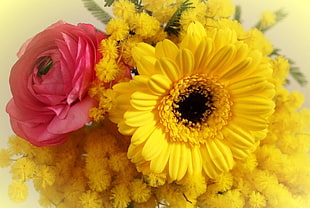 yellow and red petaled flowers