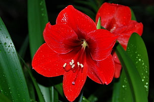 close up photo of red petaled flower