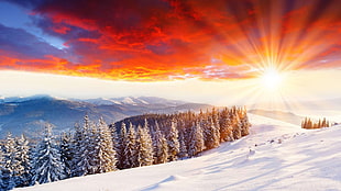 sun reflect the trees coated with snow, winter, snow, mountains, nature HD wallpaper