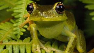 green and black frog, frog, amphibian, ferns