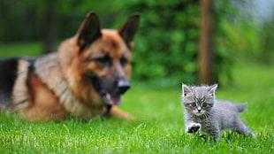 depth of filed photography of Silver tabby kitten on green grass near adult German Shepherd HD wallpaper