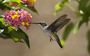 grey and white hummingbird HD wallpaper