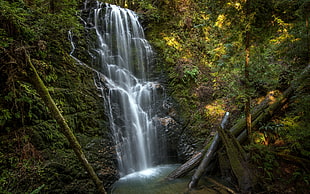 waterfalls surrounded by plants