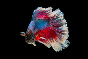 red and blue fighting fish HD wallpaper