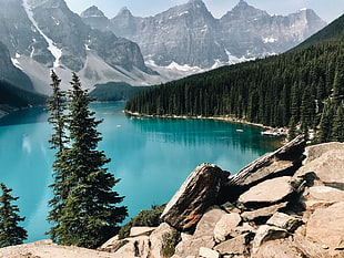 green pine trees, forest, rocks, mountains, water