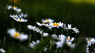 daisy flower field HD wallpaper