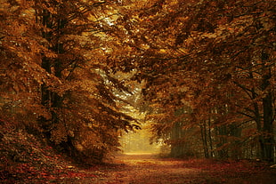 brown trees, fall, leaves, nature, forest