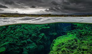 green and white floral textile, sea, underwater, nature, water