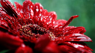 macro photography of red flower