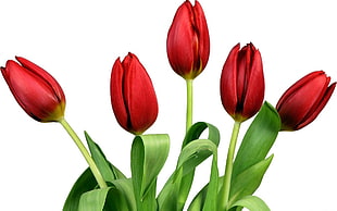 red Tulip flowers in closeup photography HD wallpaper