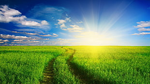 green grass field, nature, landscape