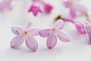 close up photography of pink and white petaled flowers HD wallpaper