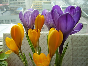 yellow and purple flowers HD wallpaper