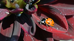 orange Ladybug perched on green leaf in closeup photo HD wallpaper