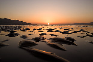 silhouette photo of sand near shoreline during golden hour HD wallpaper