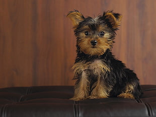 black and tan Yorkie puppy closeup photography
