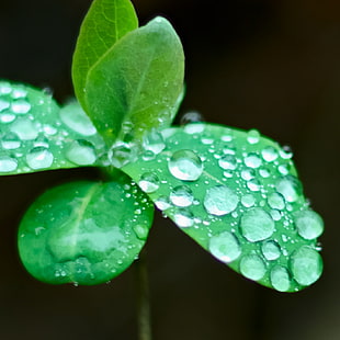 green leaf plant with waterdrops in close up photo HD wallpaper