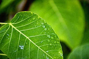 Selective Focus Photography of Water Drop on Green Leaf HD wallpaper