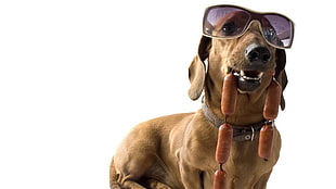 tan smooth Dachshund wearing sunglasses while biting sausages HD wallpaper