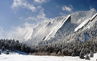 green trees, nature, landscape, mountains, snow