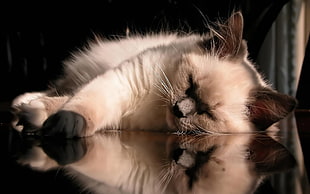 Persian cat sleeping on surface HD wallpaper