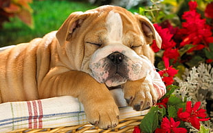 white and tan American Bulldog puppy sleeping on basket HD wallpaper