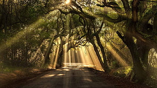 forest with yellow sunlights