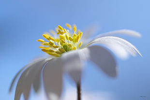 closeup photography of white chamomile HD wallpaper