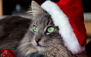 black Tabby cat wearing white and red christmas hat HD wallpaper