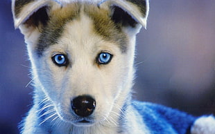 sable Siberian Husky puppy