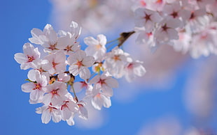 closeup photography of white and red cluster flowers